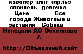  кавалер кинг чарльз спаниель -девочка › Цена ­ 45 000 - Все города Животные и растения » Собаки   . Ненецкий АО,Осколково д.